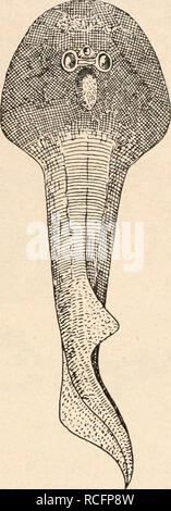 . Die Stämme der Wirbeltiere. Evolution; Paläontologie; Wirbeltiere. Abb. 34. Thelodus Pagei, Powrie, aus dem unteren Alten roten Sandstein von Turin Hügel in Forfarshire, von der Dorsalseite in etwa 1/2 Nat. Gr. (/ R. H Tra-quair.) Sterben Kiemenbögen haben hier eine ähnliche Anordnung wie bei Cephalaspis Murchisoni (Abb. 37). Abb. 35. Rekonstruktion von Ateleaspis tesselata, Traquair, aus dem Obersilur (Downtonian Betten) von Seggholm und Birkenhead Burn in Schottland. (Orig.-Rekonst. mit Benützung der Originalabbildungen sowie der Umrißrekonstruktion R. H Tra-quairs, 1905). F. Cephalaspidae. Al Stockfoto