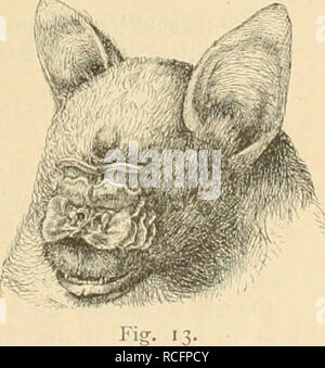 . Sterben Säugthiere Deutsch-Ost-Afrikas. Säugetiere. Abb. 12. Triaenops afer. Gattung: Hipposideros Grau (1834) - blattnase. Die Ohren sind Gedenkbuch durch ein Band verbunden und haben" keinen Ohr - Deckel; zwischen den Nasenlöchern kein Wetter Aufsatz; hinterer Rand des Nasenbesatzes bandförmig, gedenkbuch dreieckig; alle Zehen mit je zwei Gliedern; Schwanz lang, im Sterben Schenkelflughaut eingeschlossen. Der äussere Ohrrand ist ohne Eincurbung. L-51 attnasen bewohnen die tropischen und subtropischen Gebiete der alten Welt. Schlüssel der Arten. Hinterrand des Nasenaufsatzes glatt: Ohren lang und Schma Stockfoto