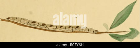 . Die Schmetterlinge der Philippinischen Inseln. Beitrag zur indo-malayischen lepidopteren - Fauna. Lepidoptera; Motten. 4 HIXU*. Bitte beachten Sie, dass diese Bilder sind von der gescannten Seite Bilder, die digital für die Lesbarkeit verbessert haben mögen - Färbung und Aussehen dieser Abbildungen können nicht perfekt dem Original ähneln. extrahiert. Semper, Georg. Wiesbaden, C. W. Kreidel Stockfoto