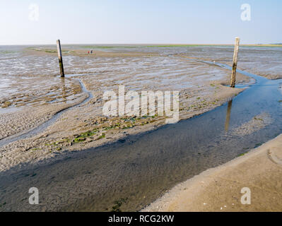 Menschen zu Fuß auf Wattenmeer und Tideway mit Holzstangen markiert bei Ebbe von Wattenmeer in der Nähe von Schiermonnikoog, Niederlande Stockfoto