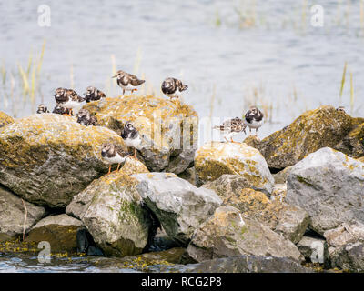 Gruppe von ruddy Steinwältzer, Arenaria interpres, hocken auf Felsen, Westfriesische Insel Schiermonnikoog, Friesland, Niederlande Stockfoto