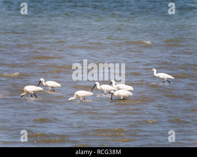 Gruppe von Eurasischer Löffler, Platalea leucorodia, Fütterung im flachen Wasser bei Ebbe in der Nordsee, Niederlande Stockfoto