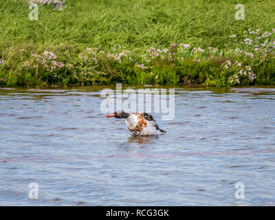 Brandente, Tadorna tadorna und schüttelte das Wasser im Pool im Naturschutzgebiet auf Texel, Niederlande Stockfoto