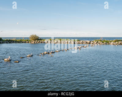 Panorama von Wellenbrechern und Rastvögel auf künstliche Insel De Kreupel im See IJsselmeer, Nordholland, Niederlande Stockfoto