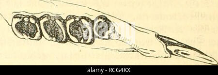 . Die Naturgeschichte des Thierreichs. Zoologie. . Bitte beachten Sie, dass diese Bilder sind von der gescannten Seite Bilder, die digital für die Lesbarkeit verbessert haben mögen - Färbung und Aussehen dieser Abbildungen können nicht perfekt dem Original ähneln. extrahiert. Giebel, C. (Christoph), 1820-1881. Leipzig: Wigand Stockfoto