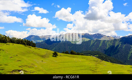 Schafe im grünen Tal im Kaukasus. Georgien, Tuscheti Stockfoto