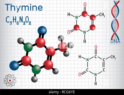 Thymin (Dein)-Pyrimidin nucleobase, Grundeinheit der Erbinformation in der DNA und RNA. Blatt Papier in einem Käfig. Strukturelle chemische Formel und Stock Vektor