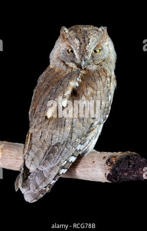 Eurasian Scops Owl (Otus scops), thront auf einem Zweig Stockfoto