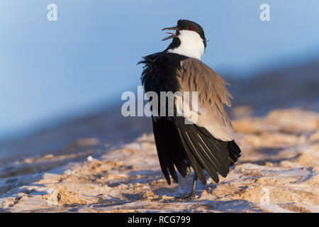 Sporn - winged Kiebitz (Vanellus Spinosus), Erwachsene in der Anzeige Stockfoto