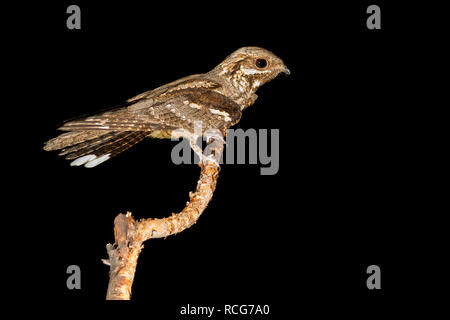 Europäische nightjar (Caprimulgus europaeus), thront auf einem Zweig Stockfoto