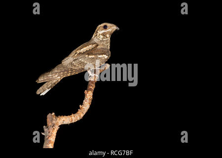 Europäische nightjar (Caprimulgus europaeus), thront auf einem Zweig Stockfoto