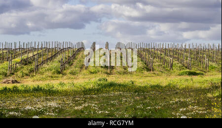 Blick auf Reben im Frühjahr in der Region Alentejo, Portugal. Stockfoto