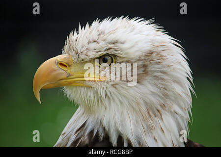Kopf und Schultern eines sub-erwachsenen Weißkopfseeadler (Haliaeetus leucocephalus) mit einer grünen und schwarzen verschwommenen Hintergrund links. Stockfoto