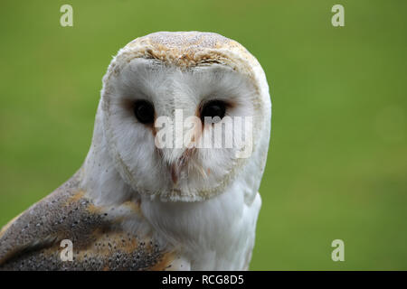 Kopf und Schultern eines Schleiereule (Tyto alba) mit einem grünen verschwommenen Hintergrund. Stockfoto