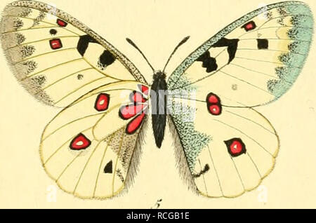 . Schmetterlinge Sterben in Abbildungen nach der Natur. Lepidoptera, Schmetterlinge. Papiliouimi. europ. V wv //. . Callidice..: ^/. Ich Atlmlia.) VaUensi 5^"/â-'. Bitte beachten Sie, dass diese Bilder sind von der gescannten Seite Bilder, die digital für die Lesbarkeit verbessert haben mögen - Färbung und Aussehen dieser Abbildungen können nicht perfekt dem Original ähneln. extrahiert. Esper, Eugen Johann Christoph, 1742-1810; Charpentier, Toussaint von, 1779 oder 80-1847; Dieckmann, H.I., Stecher; Walwert, Georg Christoph, 1748-1812, Stecher; Volckart, J.F., Stecher, Walbert, L.S., Stecher; Sturm, Stockfoto