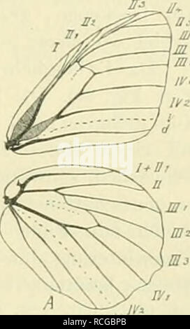 . Die Schmetterlinge Europas. Lepidoptera; Raupen. Iv.l"; niiilie. Satyrinae. AiiKi' iil" aller. 41 reiiH' ii SlreilVu iilicr lliickru ilcii. Ein (linscni. - A. S. Belg. 1873. L. in der XI. 2. nörua Thnb. (Altnordische Sdiitksalsgöttin). Tat'. 11, FiK - 13. Der q^ graiil) ranii, das § lii Böhler, melir (ickerfarbig. Ein (d' den Hfln e nur in Zelle IV, ,2 ein Auge, sterben dunkle Mittelhinde Unteiseite Ihrer außen und innen deutlich licht eingefalH; Adern nicht sterben, wie bei ai o, weiß bestäubt; Fransen graugelb, in den Adern dunkler. In Nordeuropa (und Asien); im Mai. a) ah. kllda Qiieiis. (Walkyr Stockfoto