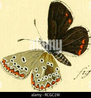. Schmetterlinge Sterben in Abbildungen nach der Natur. Lepidoptera, Schmetterlinge. k f ^-^-y^ß-. Bitte beachten Sie, dass diese Bilder sind von der gescannten Seite Bilder, die digital für die Lesbarkeit verbessert haben mögen - Färbung und Aussehen dieser Abbildungen können nicht perfekt dem Original ähneln. extrahiert. Esper, Eugen Johann Christoph, 1742-1810; Charpentier, Toussaint von, 1779 oder 80-1847; Dieckmann, H.I., Stecher; Walwert, Georg Christoph, 1748-1812, Stecher; Volckart, J.F., Stecher, Walbert, L.S., Stecher; Sturm, Jakob, 1771-1848, Stecher; Bock, Johann Carl, 1757-1843, Gravieren Stockfoto
