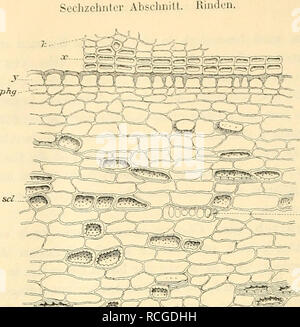 . Die Rohstoffe des Pflanzenreiches; Versuch einer technischen rohstofflehre des Pflanzenreiches. Botanik, Wirtschaft, Materia medica, Gemüse. 768. ^r. Bitte beachten Sie, dass diese Bilder sind von der gescannten Seite Bilder, die digital für die Lesbarkeit verbessert haben mögen - Färbung und Aussehen dieser Abbildungen können nicht perfekt dem Original ähneln. extrahiert. Wiesner, Julius, 1838-1916. Leipzig, W. Engelmann Stockfoto