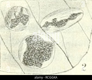 . Sterben Pilze Böhmens. Botanik, Pilze. Abb. 11. Uromyces TriMli. 1. Trifolium hyhridum mit dem Pilze. - 2. Tergrössert Teleutosporenlager stark. (/ Eppstein.). Bitte beachten Sie, dass diese Bilder sind von der gescannten Seite Bilder, die digital für die Lesbarkeit verbessert haben mögen - Färbung und Aussehen dieser Abbildungen können nicht perfekt dem Original ähneln. extrahiert. Bubák, Franz. Prag: In Kommission bei F. ivna Stockfoto