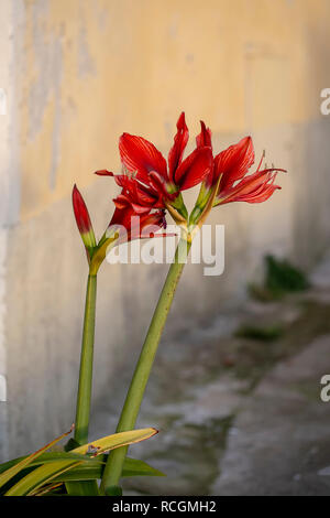 Rote Amaryllis, Blume im italienischen Dorf, gelb Straße hinter. Stockfoto