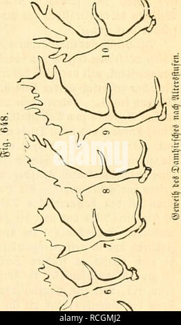 . Die Naturgeschichte des Thierreichs. Zoologie. . Bitte beachten Sie, dass diese Bilder sind von der gescannten Seite Bilder, die digital für die Lesbarkeit verbessert haben mögen - Färbung und Aussehen dieser Abbildungen können nicht perfekt dem Original ähneln. extrahiert. Giebel, C. (Christoph), 1820-1881. Leipzig: Wigand Stockfoto