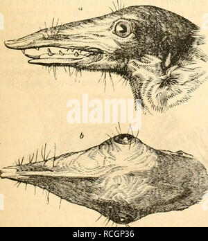 . Die Naturgeschichte des Thierreichs. Zoologie. Äovf lei jatianifdjen Svi^ Hnncftenä. © umatva tcdaiipfcu, taft Ei von 9^xid} Un-mit-DJüiJcn fidi näfivc, tiici ilaiih föiiiitc Mann'n, nnrnn nidu ta "6 H'H $ tjanj cntfductcn Fii^ jii'jjcn fprädic. 2. ® a^ri" tlje® V' | f'Ln'' ii^ cn. Kl. Spectabilis. Sikjui - 138. "ÜDicff rcflbraunc, am3? aud) c njci^ Iit ^C (Spit^ örn=dtcn ivivt etwa "größer ein ("tag iievijji-unt) ift tcfenrcvt' ich Gig. 138.. tiirdi oino Sinii-Ttm9 afcuvücfcn dniraftcvijtrt. (5 ö Lett in tenfclK'u Jnfcln unr iriif in tcr® efauoien^ fd; aft Ganj jabm un^ anliäuijlid), bleibt jcbcd) unrubii Stockfoto