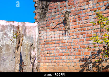 Graue Katze im Springen von der Wand Stockfoto