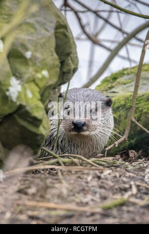 Die Niederlande Lelystad, Natur Park Lelystad. Fischotter (Lutra Lutra). Stockfoto