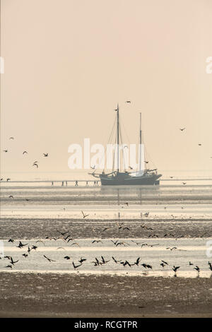 Wasservögel am Wattenmeer. Ebbe. Hintergrund traditionelle Segelschiff, jetzt als segeln Charter verwendet. Wattenmeer. Oosterend, Niederlande Stockfoto