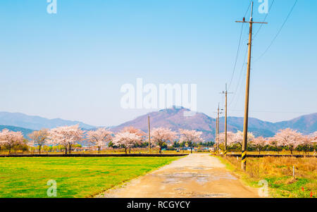 Frühling rosa Kirschblüten Straße in Gyeongju, Korea Stockfoto