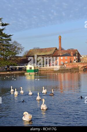 Cox's Yard, Fluss Avon und Schwäne, Stratford-upon-Avon, Warwickshire, England, Großbritannien Stockfoto