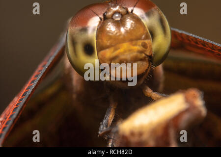 Porträt einer indonesischen Rote Libelle winged - Neurothemis terminata. Dragonfly lächelnd in die Kamera Stockfoto