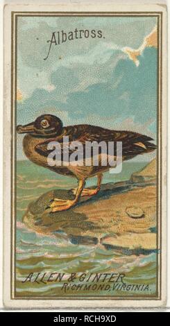 Albatros, von den Vögeln von Amerika Serie (N4) für Allen & Ginter Zigaretten Marken Stockfoto