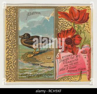 Albatros, von den Vögeln von Amerika Serie (N37) bei Allen&Ginter Zigaretten Stockfoto