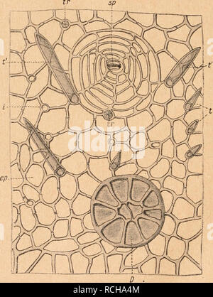 . Die Rohstoffe des Pflanzenreichs: Versuch einer Technischen Rohstofflehre des Pflanzenreiches. Botanik, Wirtschaftliche. Abb. 309. Caesalpinia hrevifolia Benth. Algarobillo. Fruclit in Nat. Größe. (Im Original.) 68,4 Proz., Dr. Fol 2) 65 Proz., / Hart, 3) derselbe beträgt höchstens 64 Proz., oft weniger, Lichtblick auch nur 49,6 Proz. Da der Gerbstoff. Abb. 310. Caesalpinia hrevifolia Benth., Algarobillo. Längsansicht der Anßenepidermis ep. - Sp Spaltöffnung, t Inirze Trichome von der Seite, tr von Ihr Browser kann leider keine eingebetteten Frames anzeigen, t'längere Tricbome, D Drüse von Ihr Browser kann leider keine eingebetteten Frames anzeigen. (Original) von Inga Marthae Spr., Prosopis juliflora GD. Stockfoto