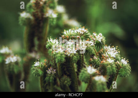 Phacelia tanacetifolia ist eine jährliche Kraut auch als lacy Phacelia, blau oder violett tansy Rainfarn bekannt. Selektiver Fokus mit sehr geringer Tiefenschärfe. Stockfoto