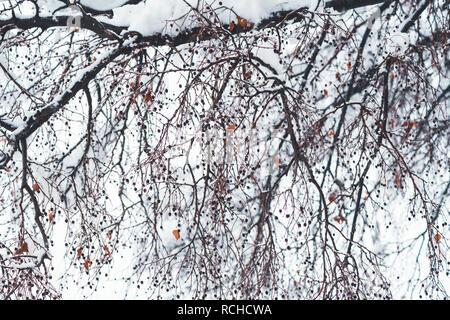 Treetop Zweige im Winter Schnee, idyllischen Winter Jahreszeit Landschaft detail Stockfoto