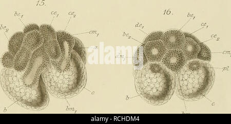 . Sterben polycladen (seeplanarien) des Golfes von Neapel und der angrenzenden Meeres-Abschnitte. Turbellaria; Worms. 18. Bitte beachten Sie, dass diese Bilder sind von der gescannten Seite Bilder, die digital für die Lesbarkeit verbessert haben mögen - Färbung und Aussehen dieser Abbildungen können nicht perfekt dem Original ähneln. extrahiert. Lang, Arnold, 1855-1914. Leipzig, W. Engelmann Stockfoto