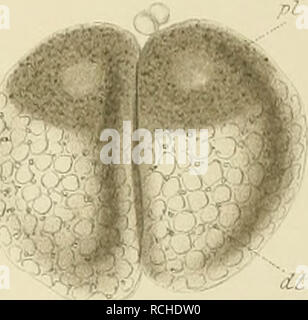 . Sterben polycladen (seeplanarien) des Golfes von Neapel und der angrenzenden Meeres-Abschnitte. Turbellaria; Worms. 12.. Bitte beachten Sie, dass diese Bilder sind von der gescannten Seite Bilder, die digital für die Lesbarkeit verbessert haben mögen - Färbung und Aussehen dieser Abbildungen können nicht perfekt dem Original ähneln. extrahiert. Lang, Arnold, 1855-1914. Leipzig, W. Engelmann Stockfoto