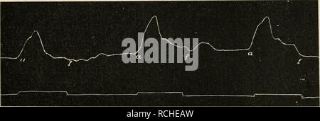 . Die Physiologie des Kreislaufes. Herz-kreislauf-System. . Bitte beachten Sie, dass diese Bilder sind von der gescannten Seite Bilder, die digital für die Lesbarkeit verbessert haben mögen - Färbung und Aussehen dieser Abbildungen können nicht perfekt dem Original ähneln. extrahiert. Tigerstedt, Robert, 1853-1923. Berlin: Vereinigung Wissensachaftlicher Verleger Walter de Gruyter Stockfoto