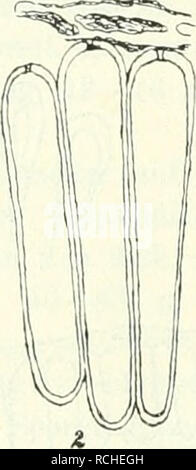 . Sterben Pilze Böhmens. Botanik, Pilze. . Abb. 5.5. Mm/nusiana Rlelampsora. 1. Mit uredosporen Parafysen. 2. Dieselben vergrössert. 3. Eine Partie aus dem Teleutospnreiilager. (/ Klebahn.) 286. Melampsora Spermogonien Rostriipii Wagner in kleinen, lockeren Gruppen blattbeiderseits, honigbra halbkugelig gewölbt.. Bitte beachten Sie, dass diese Bilder sind von der gescannten Seite Bilder, die digital für die Lesbarkeit verbessert haben mögen - Färbung und Aussehen dieser Abbildungen können nicht perfekt dem Original ähneln. extrahiert. Bubák, Franz. Prag: In Kommission bei F. ivna Stockfoto