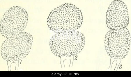 . Sterben Pilze Böhmens. Botanik, Pilze. 147 fi) Sporen icarsig. l'J9. Puccinia fusca (Pers.) Winter. Aecidium fiiscinii Pers. Blattoberseits Spermogonien beiderseits der Oder zerstreut, Grob, schwarz-braun, als Schwarz. Blattunterseits Teleutosporenlager mehr oder weniger dicht verteilt, rundlich, Glatze nackt, staubig, oft zusaiumenfliessend, braun; Sporen aus2 oder Kugligen ellipsoidischen Zellen bestehend, beiderseits abgerundet, bei der Querwand stark eingeschnürt, 31-mO ft lang, 15-24; t breit; Membran hellkastanienbraun, mit kräftigen, entfernten Warzen besetzt; Stiel kurz, zart, hyali Stockfoto