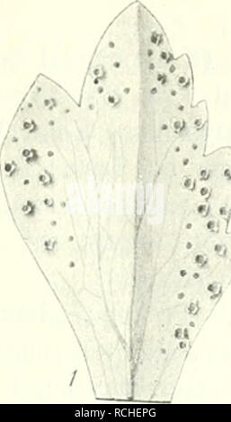 . Sterben Pilze Böhmens. Botanik, Pilze. 123 Rumex Acetosa: verbreitet im Uredostadium; Teleutosporen bei Mifovic Welwarii nächst (Oktober 1898, Kabät)! Zechgruud bei Gottesgab (Wagner). liumex Naiandinus: Welwarn (nur üredo, Kabät)! Rumex arit'; oliiis Häutig im Riesengebirge, so z . B. bei Neuwelt. Elbe-Wiese, Eibgrund! Friedrichstal (Kabät)! Glatzer Schueeberg (schroeter). Böhraerwald: am Wege von Deffernik zum Lakka-See!. I Bitte beachten Sie, dass diese Bilder aus gescannten Seite Bilder, die digital für die Lesbarkeit verbessert haben mögen - Färbung und Aussehen dieser Illustra extrahiert werden Stockfoto