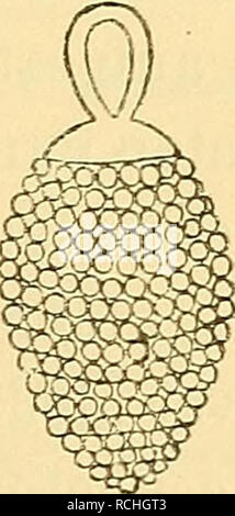 . Sterben Pflanzen im alten Aegypten: ihre Heimat, Geschichte, Kultur und Your mannigfache Verwendung im sozialen Leben im Kultus, Sitten, Gebräuchen, Ethnologie, Kunst. Botanik, wirtschaftlichen; Ethnobiology; Pflanze bleibt (Archäologie); Ethnobotanik; Botanik. Rig. 128: Aus dem Chonsu-Tempel zu Karnak, XXI. Dy-Nastie. (L. D.III, 244.) (1) Franz Woenig: Pflanzenformen im Dienste der bildenden Künste. Leipzig 1 S81. 2. A. S. 29. Abb. 57. 2) Grafik in Gizeh, Grab Nr. 14 (Y. Dynastie) und in Sauiet el-Meitin, Grab Nr. 14 (VI. Dynastie). L. D.11, 53 u. 111.. Bitte beachten Sie, dass diese Bilder von sca extrahiert werden Stockfoto