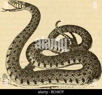 . [Naturgeschichte des Thierreichs] Sterben. 106^Inp!) ibicn. Sig. 138.. JRingeliiattcr. fucf) t fegar in umrmcn fcKte fcItM cö't im^ette fein. 3e nad; ter SBinterteniperatur iftret^5 üifcnt (Ia (tgorteö rid = tet fiel; i^r Sßinterfclilaf; ani^ irenb fte a (fo bin WtkU mccr ganje faft Tag 3 af) v^iahird) munter Meibt,^ dit fie in ttn^o^ ern 5 (fpen unt "^m-enäcn unt jenfcitö tn Cjlfee woi) l ftekn Ing ai^t SJiDnatc feften SBinterfd^ Iaf. 3 m5 (Pril unt "Wai mit tic^ Begattunj] "olljogen Unt) jDafirenb tiefer SSeit Ried; en Tie 9 iattern flarf nad? Änob = Lau^. 9 öie^ re SJ^cnate fpater Ug, t taö anjig Süeibdien Joh? Stockfoto