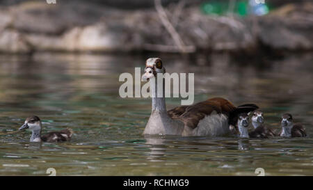 Nilgans mit Küken Stockfoto