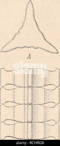 . Die Natürlichen Pflanzenfamilien nebst stand Gattungen und Arten, insbesondere den wichtigeren Nutzpflanzen, unter Mitwirkung zahlreicher hervorragender Fachgelehrten begründet. Botanik. so Bacillariaceae. (Schutt.) 3 Arten, Marin. D. Brightwellii (West.) Grün. (Abb. 150,4), oceanisch, weit verbreitet mit Hörnchenkranz am Schalenrand. D. sol Van Heurck (Abb. 150 B). Austral./Neuseel. Ozean.. B Abb. 149. Bellerochea mallcus (Brightw.) Van Heurck. Eine Schalenansicht; B Kette in Gürtelansicht. (/ Brightwell.). Bitte beachten Sie, dass diese Bilder aus gescannten Seite Bilder, digitall wurden extrahiert werden Stockfoto