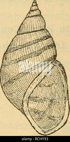 . Die Mollusken-Fauna Mitteleuropa. Muscheln. 676 Bemerkung. Brot is also sterben Varietät nur aus Dal-matien ein; die mir vorliegenden Exemplare, von Herrn H. Tschapeck gesammelt, entsprechen jedoch durchaus der Brot'schen Abbildung, nur sind sie bedeutend grösser. 4. var. aequata ziegier. Met. Holandri var.y Brot Monogr. s. 12 t. 1 w. e. - Rossm. Symbol. w. 664. 666. Var. - Flava Zeleb. in schedis. - Aequata Ziegl. in C Pfeiffer Naturg. III - Fragilis F. Schmidt 1 - Salljari Kucik&gt; teste Brot. - Variegata Grimmer J t. 8 w. Abb. 458,. Mel. Hol. v. aequata. 10412: glatt, ohne alle Skulptur, Ho Stockfoto