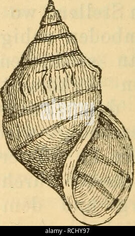 . Die Mollusken-Fauna Mitteleuropa. Muscheln. 674 1. Var. typiCÜ Brot Monogr. s. 11 t. 1 w.la. Mel. Holandri var. elegans F. Schmidt Verzeich. Prov. Krain. - - - - - Kossmässler Symbol. w. 662. 663. -- C.Pfeiffer Naturgesch. III-t. 8 w. 6. 7. -- Var. detrita Kucik 1 - - - coronata Zelebor? Teste Brot. - - - Costata Kucik J 0,72: hornfarbig, mehr oder weniger gebändert, mit bis drei Reihen länglicher Knoten verziert. Lge. - 22 Pat., Durchm. - 12 mm. Verbreitung: In der Speichern in Krain, in der Um-Gegend von Laibach. Bemerkung. Sterben che Brot der Abbildung stellt nicht die schönste Form dar Stockfoto