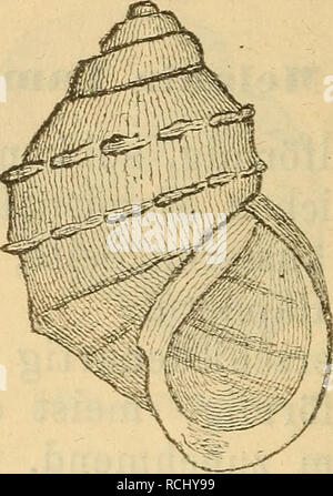 . Die Mollusken-Fauna Mitteleuropa. Muscheln. 672 Abschnitt Jlelanella Swainson. 10412: eiförmig. 1. Melanella Holandri Feriissac. Melania Holandri Ferussac. -- Brot Monogr. Melan. s. 11 t. 1f. la-k. Thier: dunkel blaugrau, Kopf rüsselförmig, vorne ab-gestutzt, in einer trichterförmigen Vertiefung sterben Mund-öffnung tragend; Fühler lang, Borstenförmig, an der Basis sterben viel Torte tragend; Fusssohle wie bei Vivipara quer zu-sammenklappbar; Zunge bandförmig. Abb. 455.. Mel. Holandri. 10412: eiförmig, bauchig, festschalig, hornfarbig - einfarbig, oder mit 3 - 4 braunen Bändern, nicht selten ganz s Stockfoto